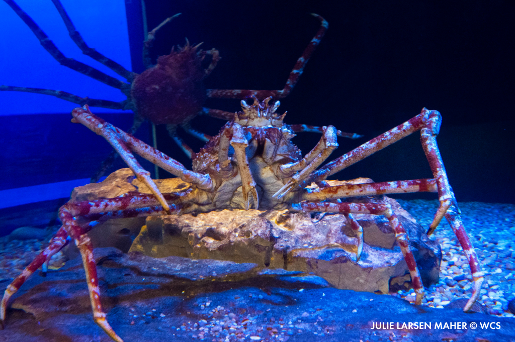 Cientificos.pe on Twitter "RT nyaquarium With an average weight of