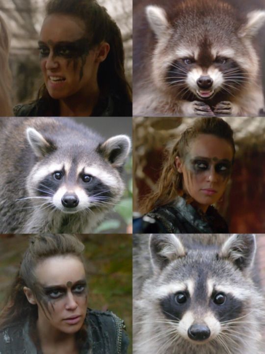 sapphic_maelle's tweet photo. In my mind Raccoon = Lexa
MOTHER SUPERACCOON
#SaveWarriorNun #WarriorNun #LexaThe100 https://t.co/6qSGgTwbdn