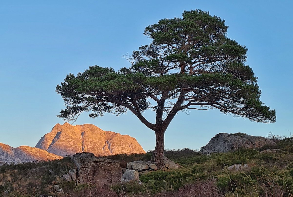 Slioch and the tree.  Kinlochewe.  Wish you were here?  Oh yes you do...

#visitscotland #respectprotectenjoy #scotlansisnow @Madaboutravel @ScotAdventures @TheAyeLife @wayfaringkiwi