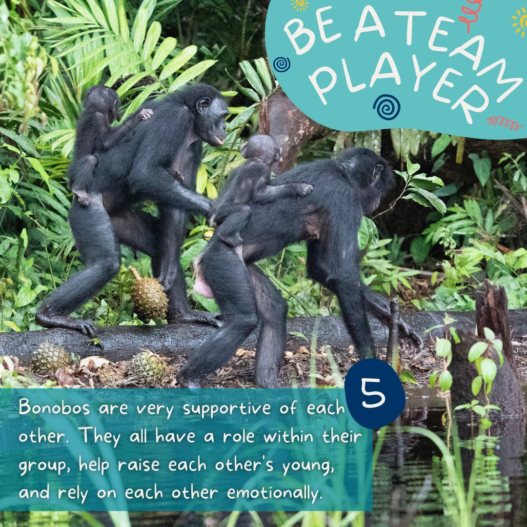 Friends of Bonobos on Twitter "World Bonobo Day is TOMORROW! Bonobos