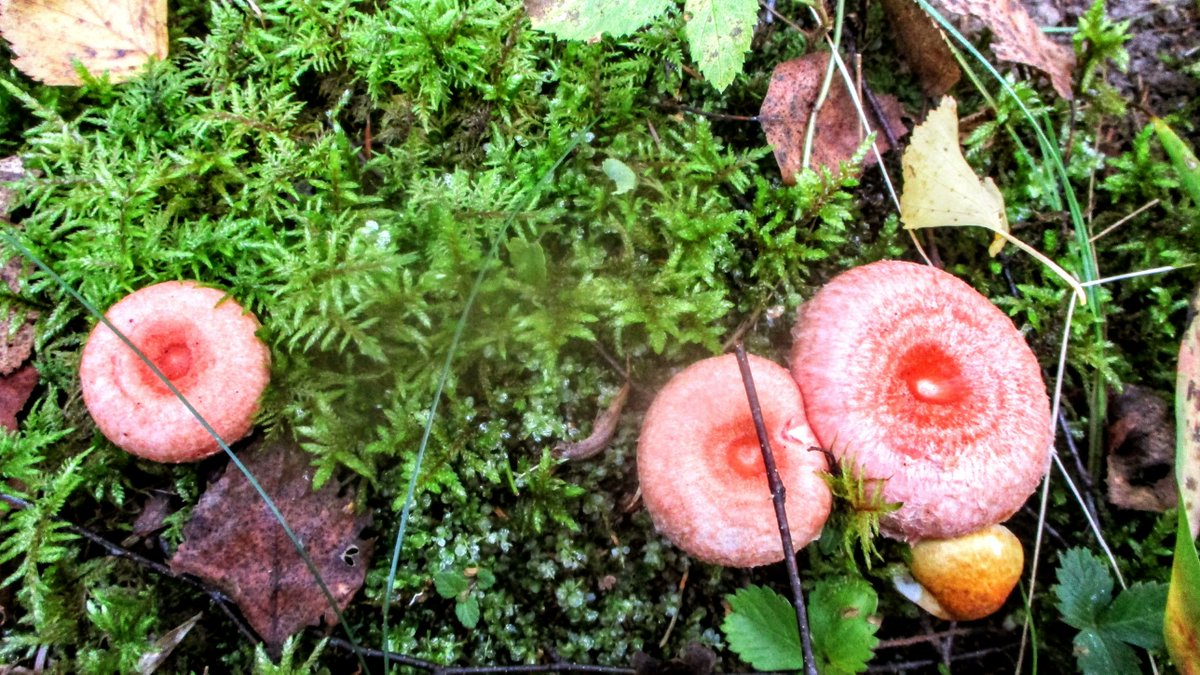 Firstonx's tweet photo. #Lactarius #fungi #mushrooms #photography https://t.co/8MDuSIedHP
