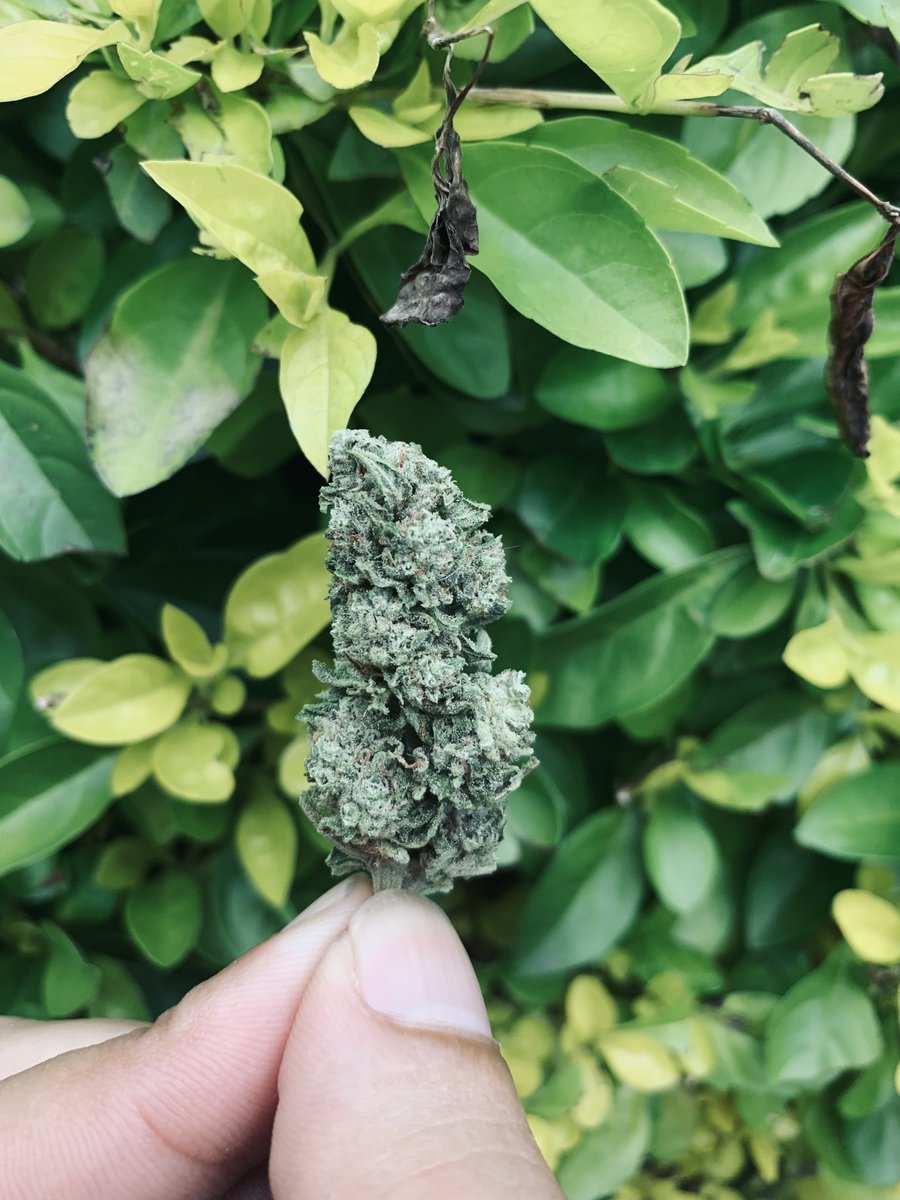GalieZol's tweet image. 🌬💨. #420life #Durban #nature