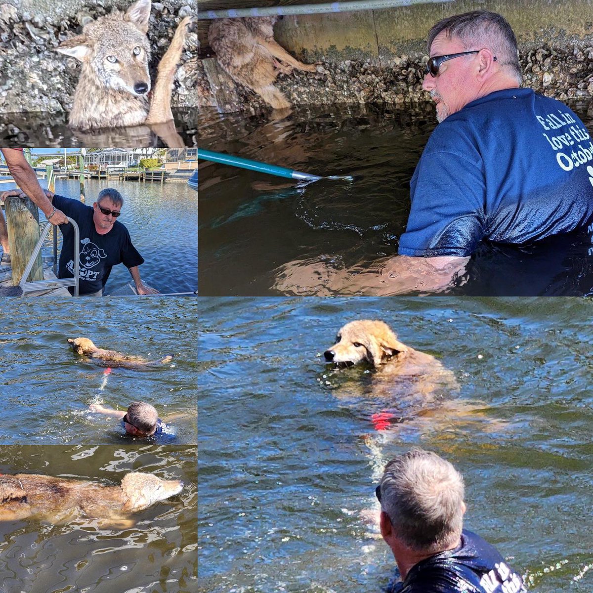 3 cheers for Manatee County Animal Welfare Field Services Supervisor Steven Bell! 👏 Last week, he rescued a coyote trapped in a saltwater canal in Bradenton. The coyote sustained minor injuries &amp; was taken to Wildlife Inc. for medical care &amp; rehabilitation.
📸by Rick Pearson