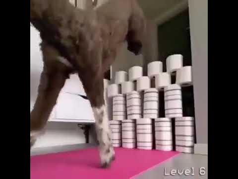 muvicut's tweet photo. How High can He Jump? Last one is The Best #dog #doglover #shorts https://t.co/H3kXJFLfOo https://t.co/Lu71DWwkUU