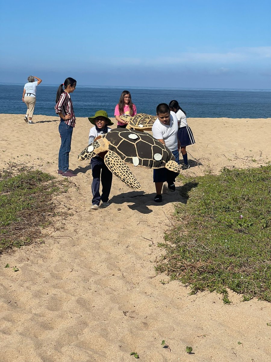 OceanConnectors's tweet image. Our field trips in Mexico are now a reality! This month, 12 groups of 4th graders from 9 different schools will learn how to take care of sea turtles during their nesting season.

We are very grateful to Nauka and @costacanuva!

#BeAnOceanConnector #MarineConservation #SeaTurtle