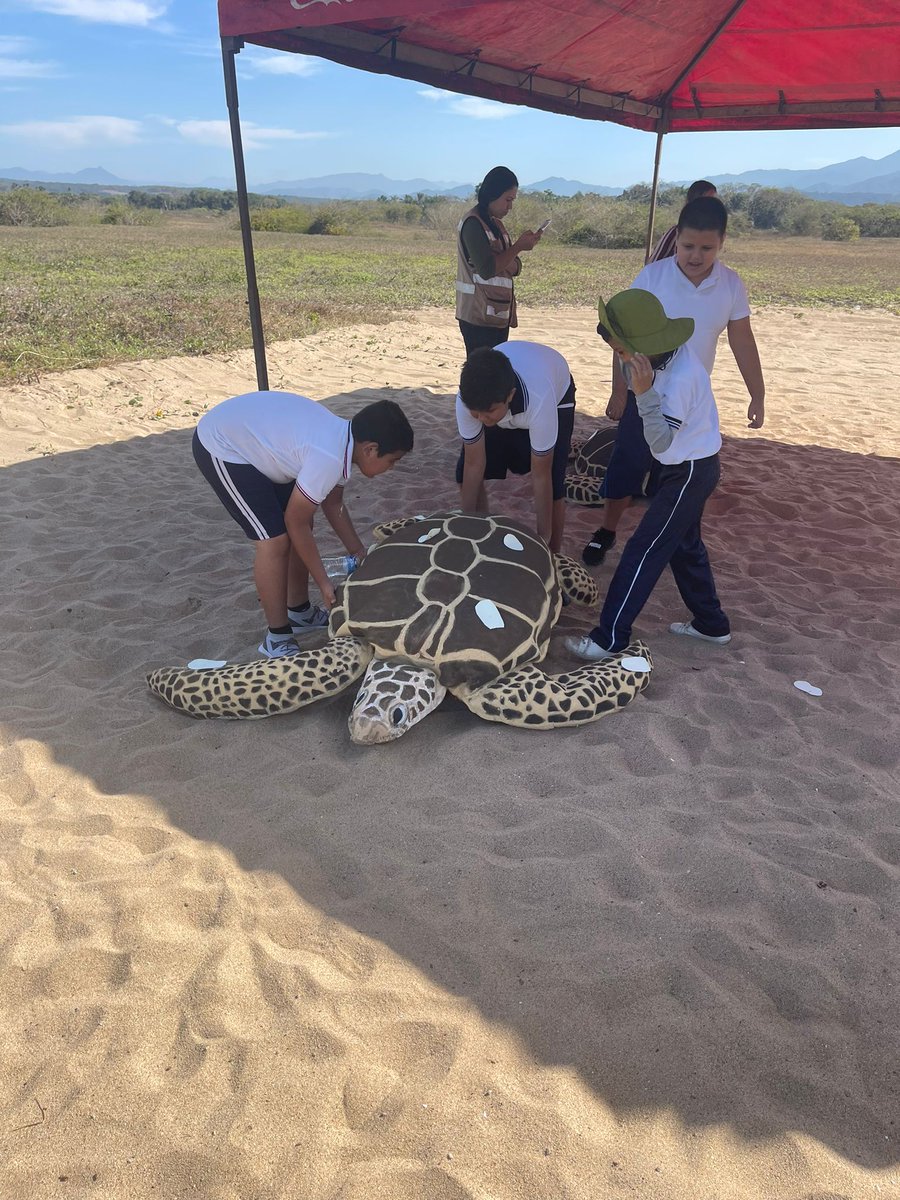 OceanConnectors's tweet image. Our field trips in Mexico are now a reality! This month, 12 groups of 4th graders from 9 different schools will learn how to take care of sea turtles during their nesting season.

We are very grateful to Nauka and @costacanuva!

#BeAnOceanConnector #MarineConservation #SeaTurtle