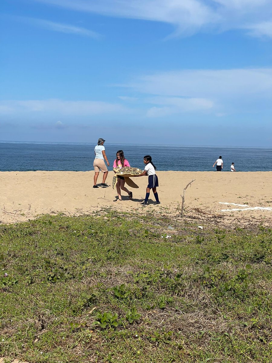 OceanConnectors's tweet image. Our field trips in Mexico are now a reality! This month, 12 groups of 4th graders from 9 different schools will learn how to take care of sea turtles during their nesting season.

We are very grateful to Nauka and @costacanuva!

#BeAnOceanConnector #MarineConservation #SeaTurtle