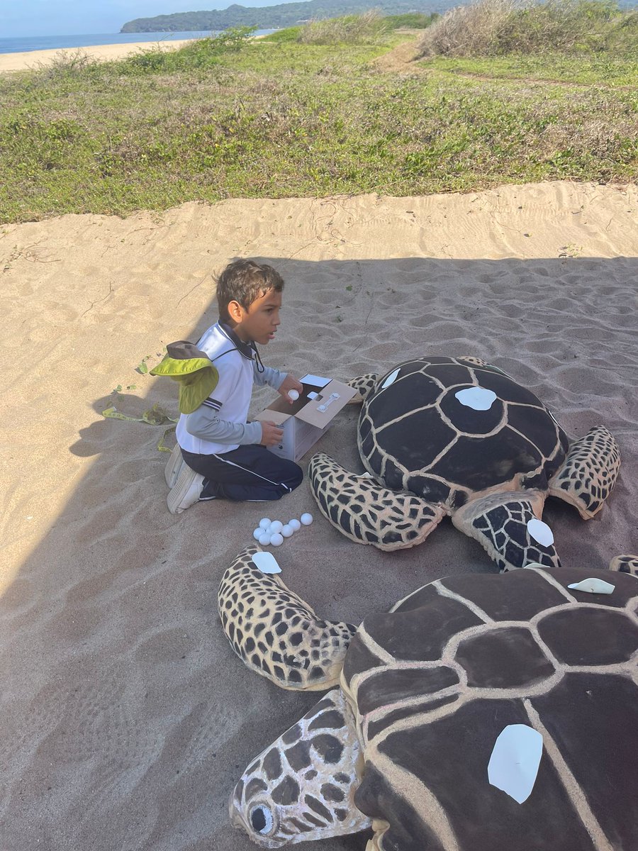 OceanConnectors's tweet image. Our field trips in Mexico are now a reality! This month, 12 groups of 4th graders from 9 different schools will learn how to take care of sea turtles during their nesting season.

We are very grateful to Nauka and @costacanuva!

#BeAnOceanConnector #MarineConservation #SeaTurtle