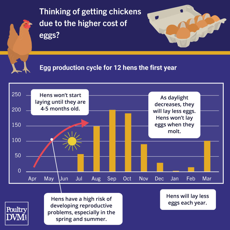 PoultryDVM's tweet image. #chickens #raisingchickens #EggLaying