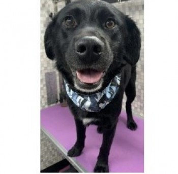 millypod1's tweet photo. TOBY HOME SAFE. THANKS FOR RT's πππΎ
π9 FEB 2023 #Lost TOBY #ScanMe
Black Labrador Cross Male
Sighting on Friday 10th Feb morning around the back of Dalton Church and he ran towards Hillock Lane in #Dalton #Wigan #GreaterManchester #WN8
https://t.co/SIGBNnevyN https://t.co/0rMHBJlp62