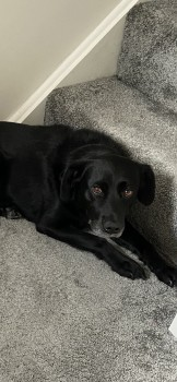 millypod1's tweet photo. TOBY HOME SAFE. THANKS FOR RT's πππΎ
π9 FEB 2023 #Lost TOBY #ScanMe
Black Labrador Cross Male
Sighting on Friday 10th Feb morning around the back of Dalton Church and he ran towards Hillock Lane in #Dalton #Wigan #GreaterManchester #WN8
https://t.co/SIGBNnevyN https://t.co/0rMHBJlp62