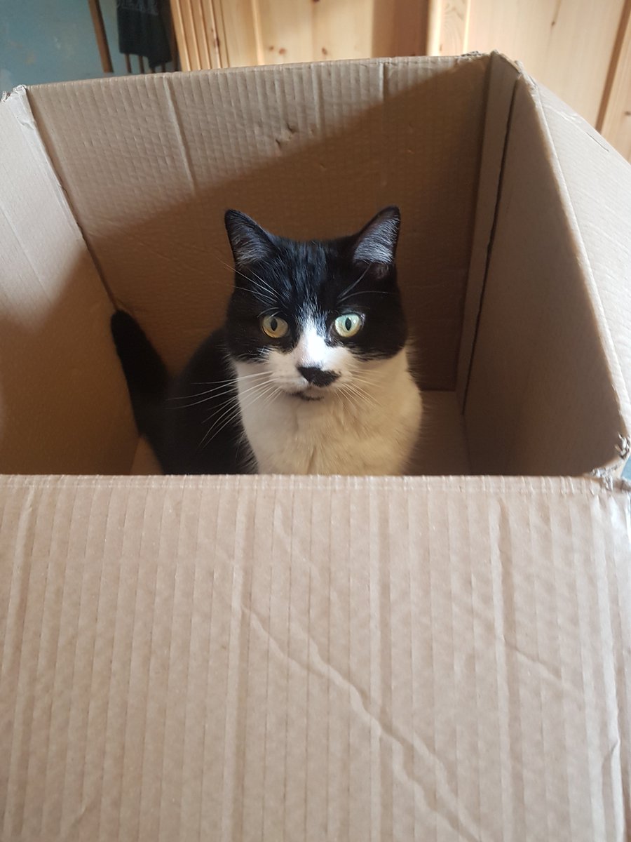 A BOX!! Never fails to impress. #CatsOfTwitter #catsinboxes