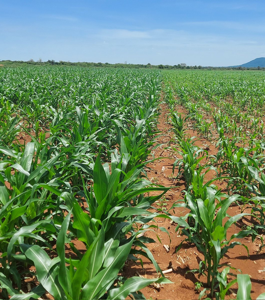 A importância do fósforo nos solos, a disponibilidade de uso para as plantas, à muito que é conhecida no contexto dos solos ácidos com execesso de aluminio, contudo nesta experiência estamos a demonstrar também a sua influência em solo de elevado potencial produtivo. <a href="/yoba_ao/">Jardins da Yoba</a>