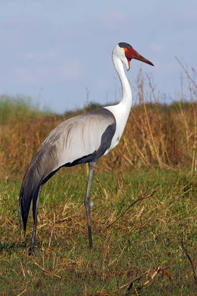 nahubwe's tweet photo. Spot exotic #birds in #Lochinvar and sample the real #Africa.

Email: nahubwesafarilodge@gmail.com

#birdphotography #birdwatching #endangeredspecies #nature #Worldwidetraveltips https://t.co/j1etbSGtcG