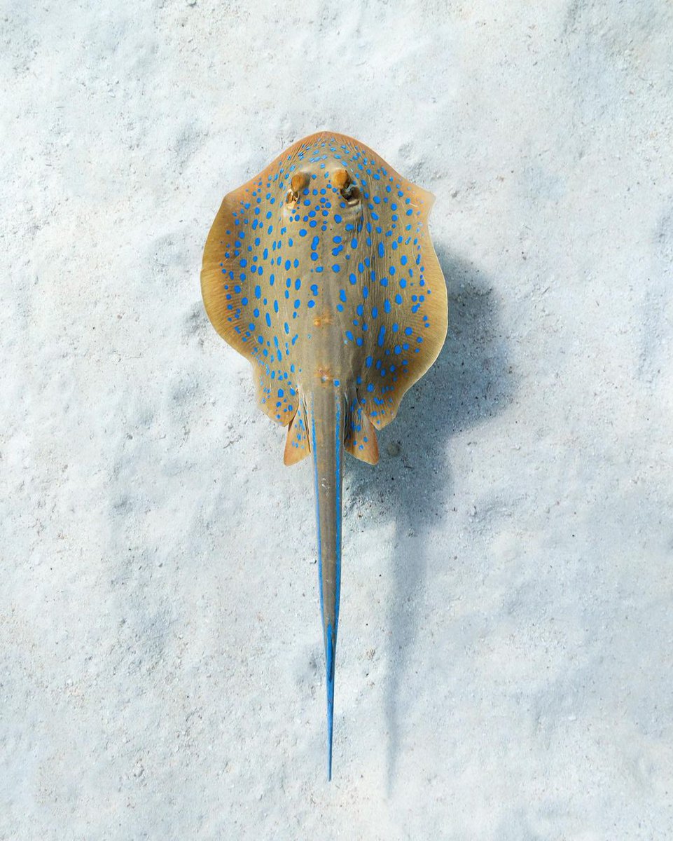 Project Blu tweet media