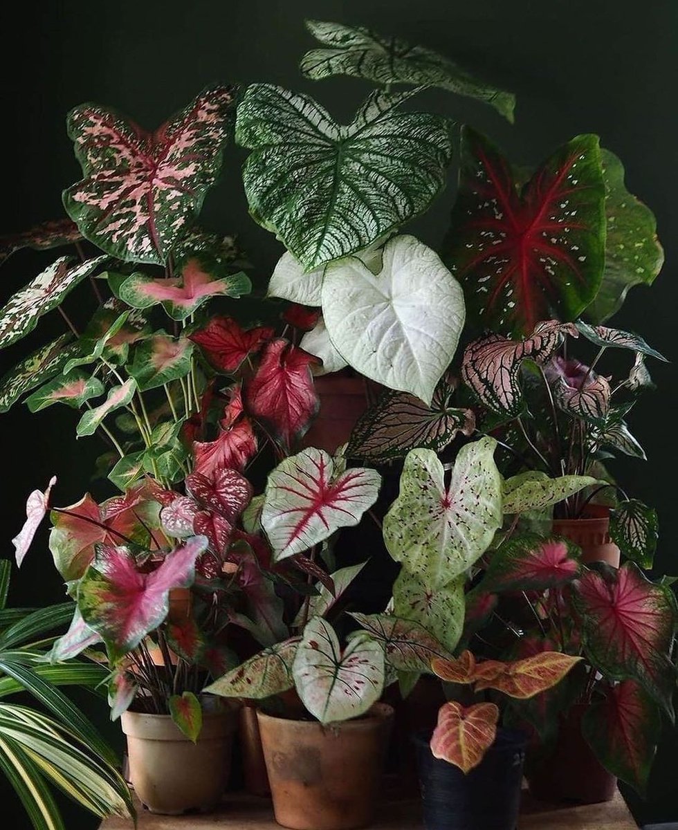 HobbyistPlant's tweet photo. A collection of Caladiums 🌿 https://t.co/kCUU9lWI26