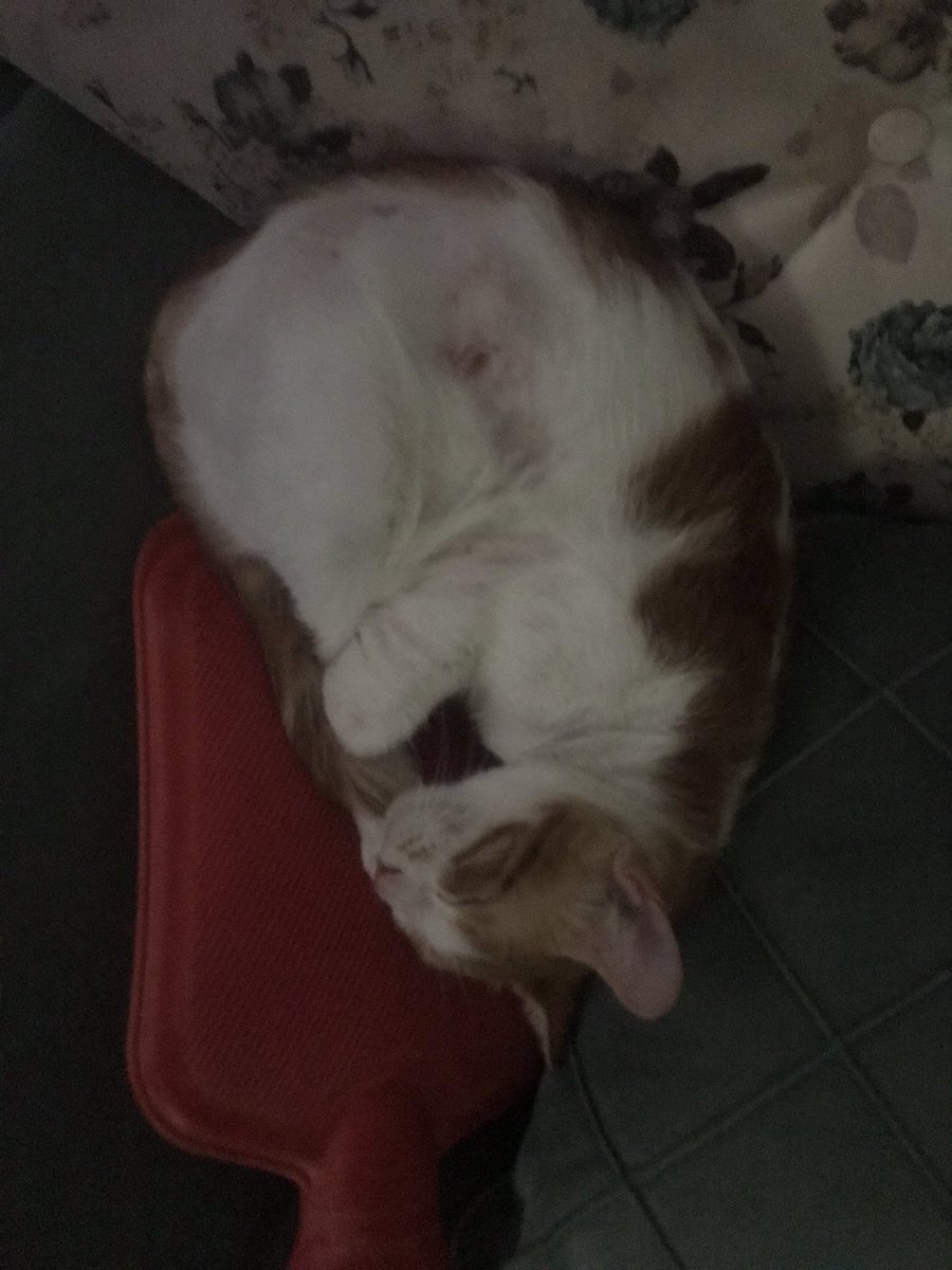 <a href="/haysevder/">HAYSEV</a> Merhabalar, kedimizin adı İzmir, Hatay Anayazı Mualla apart’da depremde evden kaçtı, bulamıyoruz. 4 yaşında kısırlaştırılmış dişi, adına duyarlı. Kendini yalayarak oluşturduğu yaraları oluyor. Özellikle karın ve yan kısmında tütleri dökülmüş durumda. Paylaşabilir misiniz?