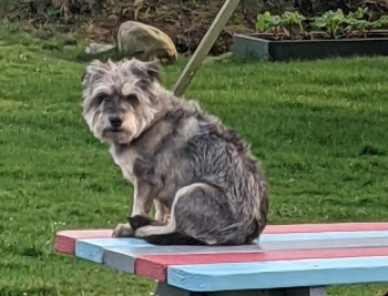millypod1's tweet photo. 🆘3 FEB 2023 #Lost ARCHIE #ScanMe
Grey/tan/black Terrier Cross Male
Missing from home - #Belleek
#CountyFermanagh/#Donegal Border
#NorthernIreland #BT93
https://t.co/xc4j75oVox https://t.co/ZTYbsMUd9m
