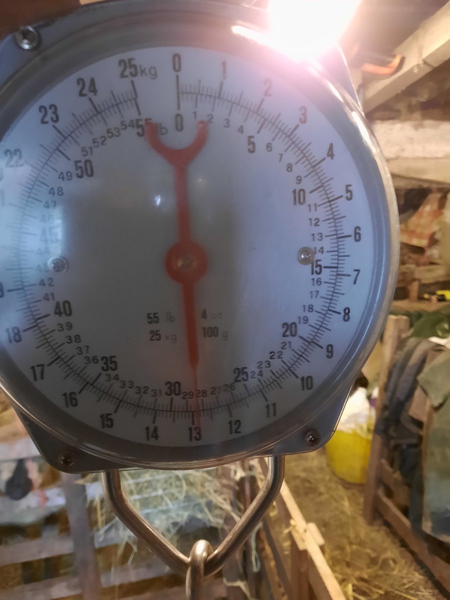 Weekly Weigh in Results are In. The LUMB Hampshire Down Flocks Newest Addition. 19 Day's old. 13Kg. 3Kg Weight gain in 7 Day's. Watch His Space <a href="/dos_down/">Cabaña Dos Reinas Hampshire Down</a> <a href="/helengeorgina94/">Helen Georgina Marsden</a> <a href="/dririshscience/">Dr Mark Fletcher</a> <a href="/nativebreedsGB/">#NativeBreeds</a> <a href="/PalabraRural/">Palabra Rural</a> <a href="/RichardStockda5/">Richard Stockdale</a> <a href="/WSheepJournal/">World Sheep Journal</a> <a href="/ParkstockHamps/">Parkstock Hampshire Down Sheep</a>