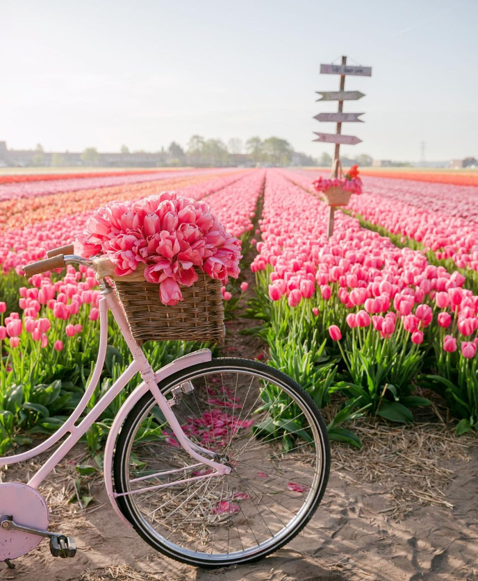 Monday Mantra: “It is good to have an end to journey toward; but it is the journey that matters, in the end.”
~ Ernest Hemingway
📷 @lauriebracewell

#visit_netherlands #lisse #keukenhof #sheisnotlost #dametraveler #tulips #cntraveler #beautifuldestinations #passionpassport