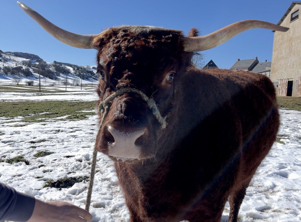 Elle a 5 ans, elle est auvergnate, la robe acajou de la race Salers et des cornes en forme lyre… rencontre avec Ovalie, la vache égérie du <a href="/Salondelagri/">Salon International de l'Agriculture</a> 2023 pour <a href="/LaMatinaleLCI/">Le 6/9</a> ! Elle a tout pour plaire ;) <a href="/stefetche/">Stefan Etcheverry</a> <a href="/KadyAdoum/">Kady Adoum-Douass</a> <a href="/ClemSounier/">Clementine Sounier</a>