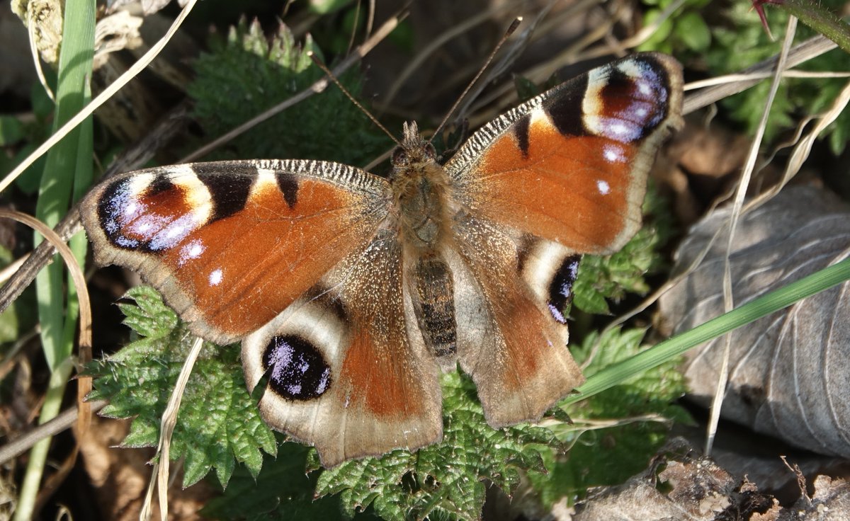 Apart from our first in-flight butterfly of the year (a Peacock) plenty of other spring signs around Rockland and Claxton today <a href="/BC_Norfolk/">BC Norfolk</a>