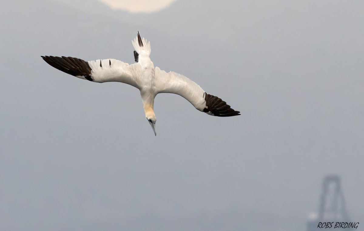 Northern Gannet on target (Gibraltar) #Gibraltar #BirdsSeenIn2023 @gonhsgib @BirdingRasta #birdwatching @GibraltarBirds @_BTO @ThinkingGreenGI @Natures_Voice @GibMarine @NautilusGib #TwitterNatureCommunity