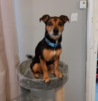 millypod1's tweet photo. 🆘11 FEB 2023 #Lost EDDIE #ScanMe 
Black &amp; Tan Jack Russell Terrier Cross Male
Audley Street #GreatYarmouth #Norfolk #NR30 https://t.co/7iycYyqp9s https://t.co/ZmZewtkZzj