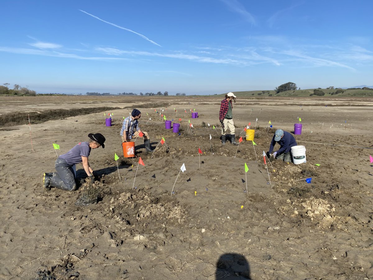 At the Hester Marsh restoration site, we are piloting techniques to promote marsh plant grow during drought conditions. These include water, soil amendments, soil loosing, and adding topography. We planted a new experiment last week! @elkhornslough