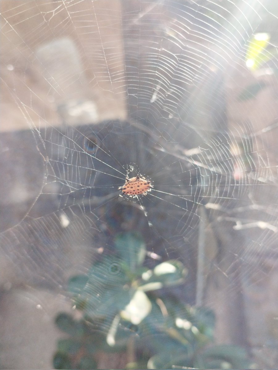 Edgar Iván tweet media