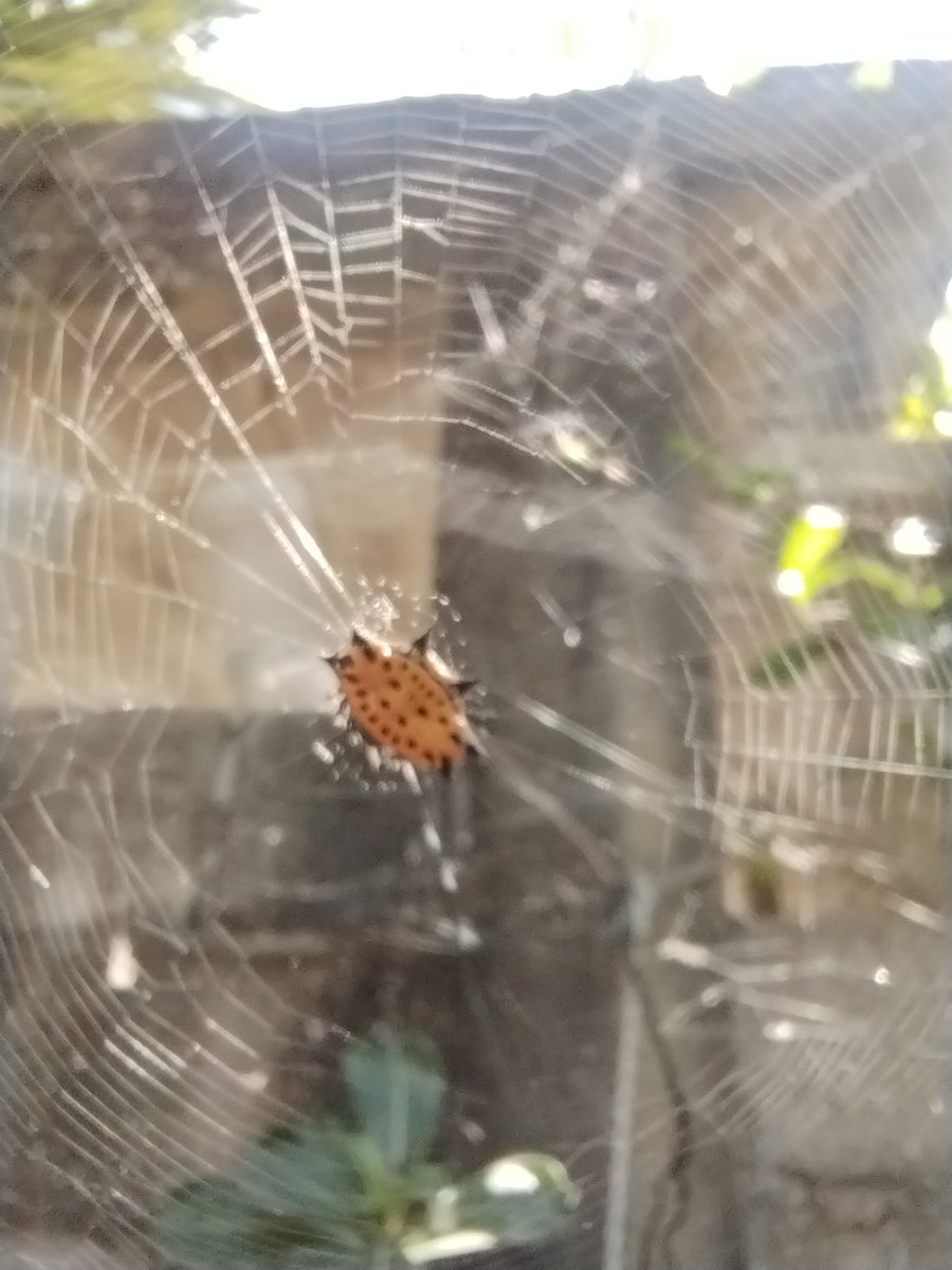 Edgar Iván (@eisd) on Twitter photo Hola <a href="/Arachno_Cosas/">Soy aracnólogo, pregúntame lo que quieras</a> ,sabes si es peligrosa esta araña para mis perras?o nosotros? Saludos!!! Hola <a href="/Arachno_Cosas/">Soy aracnólogo, pregúntame lo que quieras</a> ,sabes si es peligrosa esta araña para mis perras?o nosotros? Saludos!!!