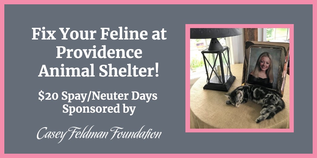 Casey Feldman Foundation tweet media