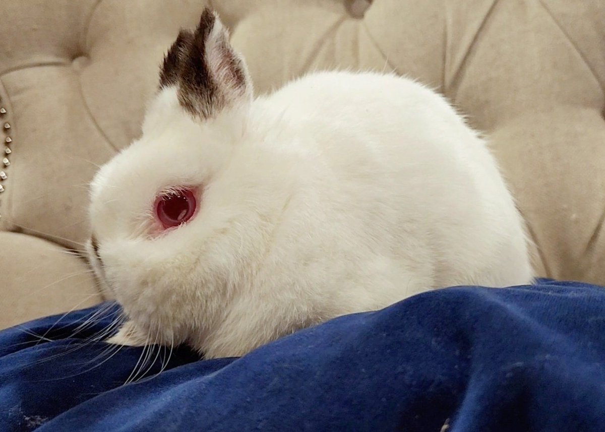 ruffstartrescue's tweet photo. February is #AdoptaRabbitMonth! Rabbits are the third most common pet found in shelters and animal rescue, and there are so many of all ages, shapes, and sizes looking for a loving home. If you're looking for a great companion to add to your home, consider a rabbit! 🐰 https://t.co/HTwIhS6yBS