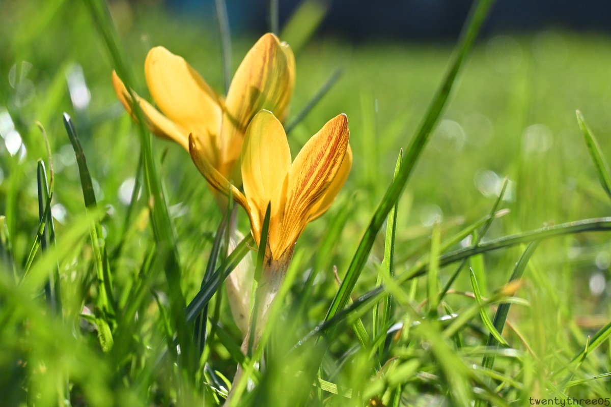 as de krokussen eir kopken boeven steiken, ten wetje ... dat bekanst carnavalsvakaanse es :D

#chipka #oilsjt #carnaval 
#nikon #nikonZ50 | 50-250