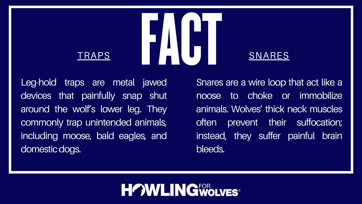 This #MythMonday, we explore the ethicality of trapping. Trappers say that the means used to trap are as ethical as any other type of hunting. However, traps & snares commonly trap unintended targets (bycatch), including moose, bald eagles, & domestic dogs. 
#KeepThePacksInTact!