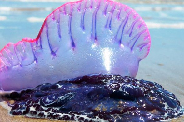 👉 ¡Atención veraneantes!: Reaparece la fragata portuguesa y provoca el cierre de 11 balnearios

duna.cl/noticias/2023/…