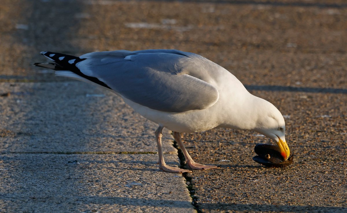 A shocking scene today. During yet another blank Coypu Watch at Portishead Marina (reminiscent of those early badgerless 80s nature programmes), I witnessed a Herring Gull reduced to eating a mussel. Clearly, its natural foods of chips or pasties are in too short suppluy...😀