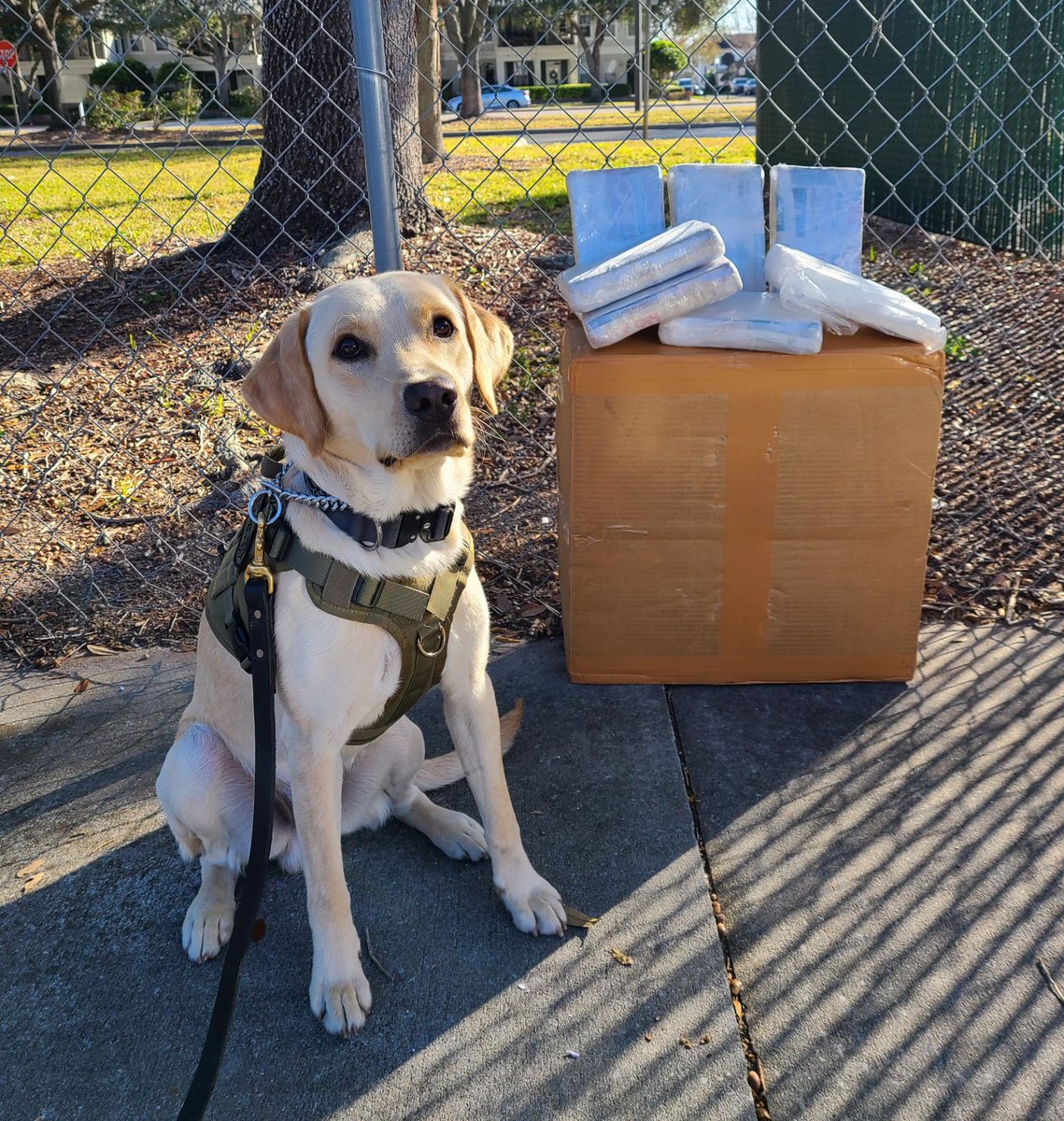 Orange County Sheriff's Office (@orangecosheriff) on Twitter photo Hey, drug dealers! 
Sorry to break your heart💔today, but K9 Rye just got 7 kilos of cocaine off the street! Happy Valentine's Day!
Thank you, Rye, for making a difference in Orange County! 🐾 Hey, drug dealers! 
Sorry to break your heart💔today, but K9 Rye just got 7 kilos of cocaine off the street! Happy Valentine's Day!
Thank you, Rye, for making a difference in Orange County! 🐾