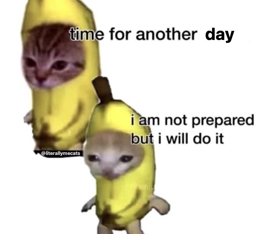 LiterallyMeCats (@literallymecats) on Twitter photo 