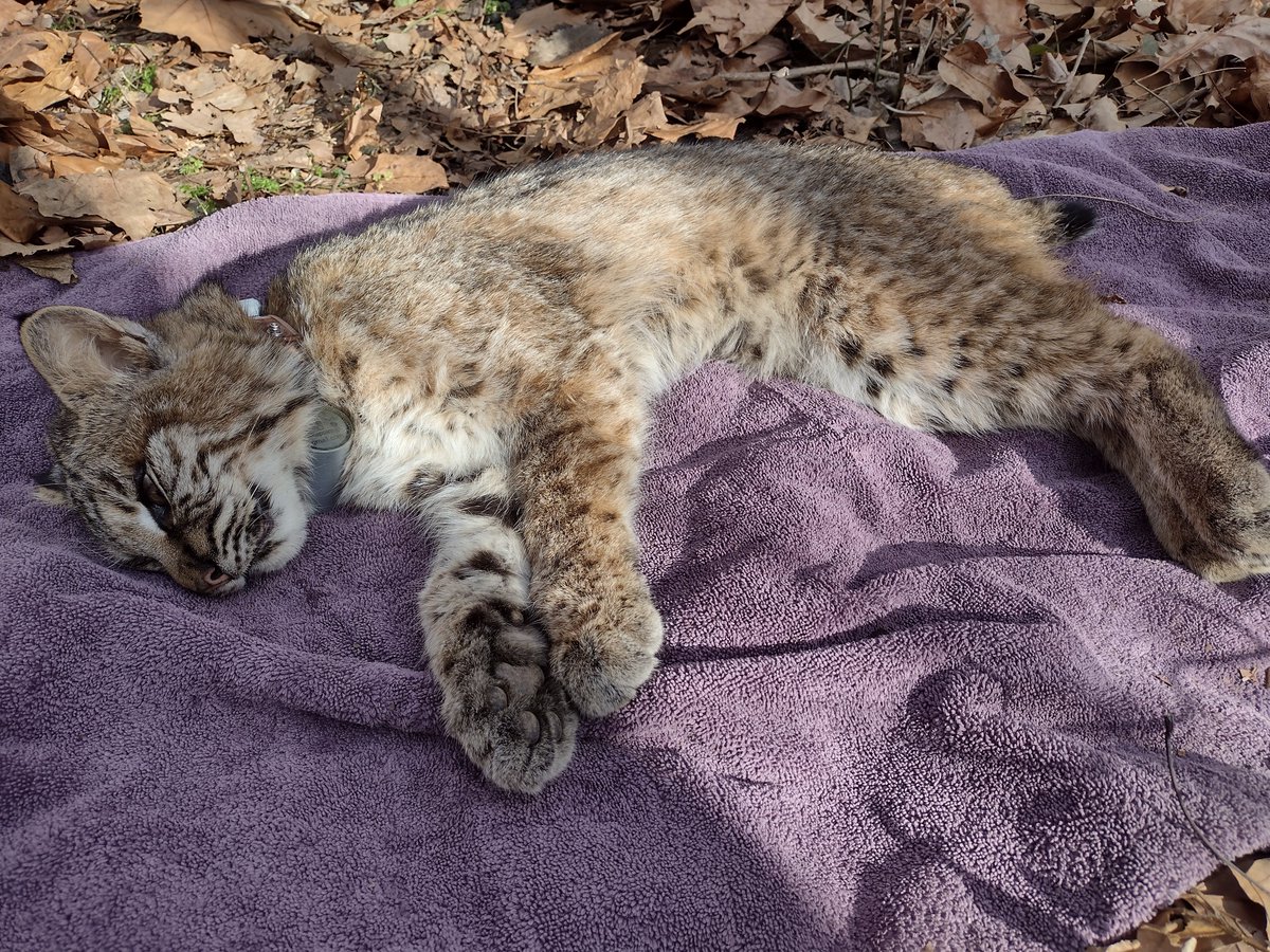 Happy to announce we're catching and collaring more #bobcats! Here's the newest addition, LyRu3, a ~9 month old female sporting her @_eobs_ #GPS and #accelerometer bling. Look at those paws! More #roadecology #movement #ecology & #conservation