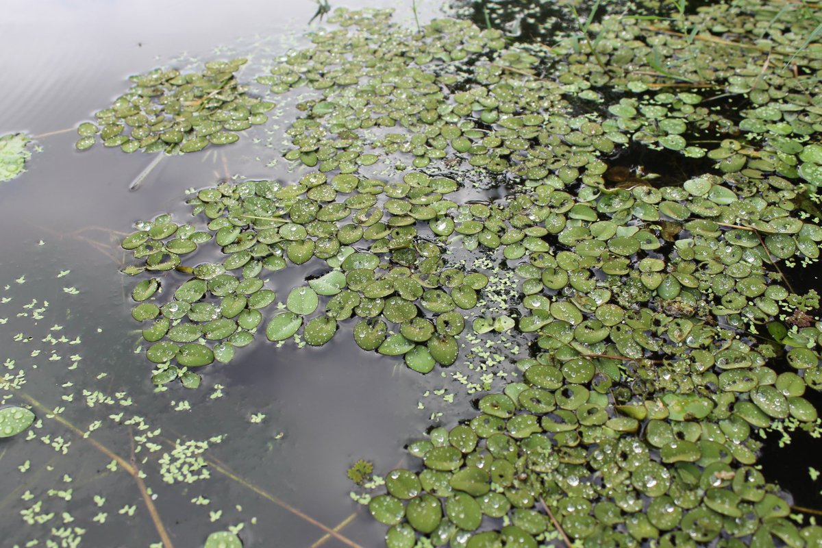 #Salvinia a free-floating aquatic fern. I saw it in a manatee pond at the Botanical Gardens in my hometown, Georgetown, Guyana. The manatees were not interested in the Salvinia. I wonder why🤔 Pretty plant but it is quite the invasive in the southern US. #ferns #MacrophyteMonday