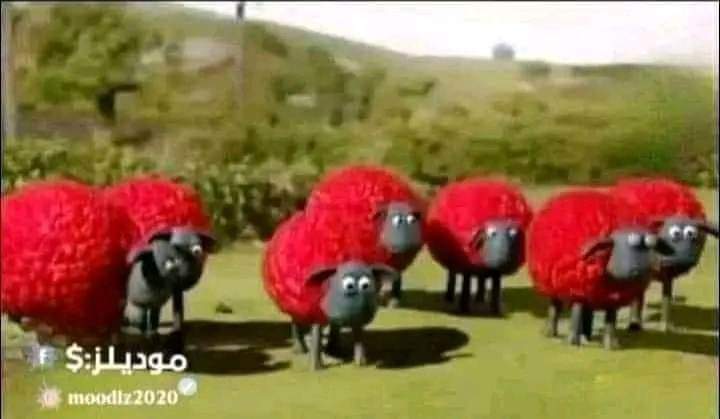 الشوارع بكرا 😂