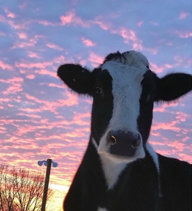 fastrlife's tweet photo. Maturing is realizing country music is elite. 

Endless bangers on god, nature, and dimes…

Tap in. https://t.co/ep4PVwy6L6