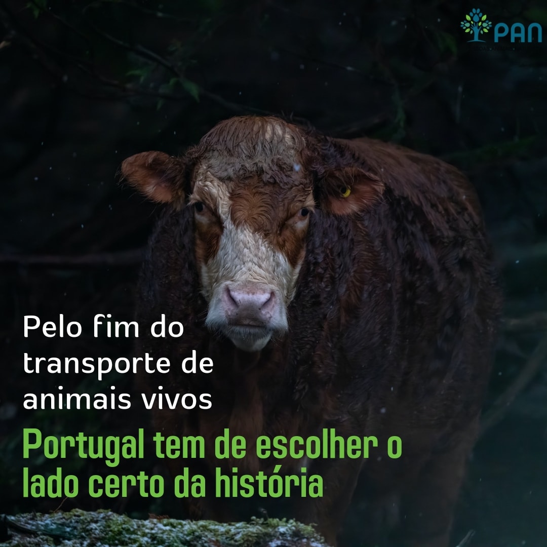 pan_lisboa's tweet photo. Portugal não pode defender a continuidade do transporte de animais vivos, que diariamente são sujeitos a condições indescritíveis e insalubres para serem abatidos, ao arrepio de todo e qualquer princípio de bem-estar animal e de saúde pública. 
#panlisboa #patav #bemestaranimal https://t.co/dzBrP00VEq