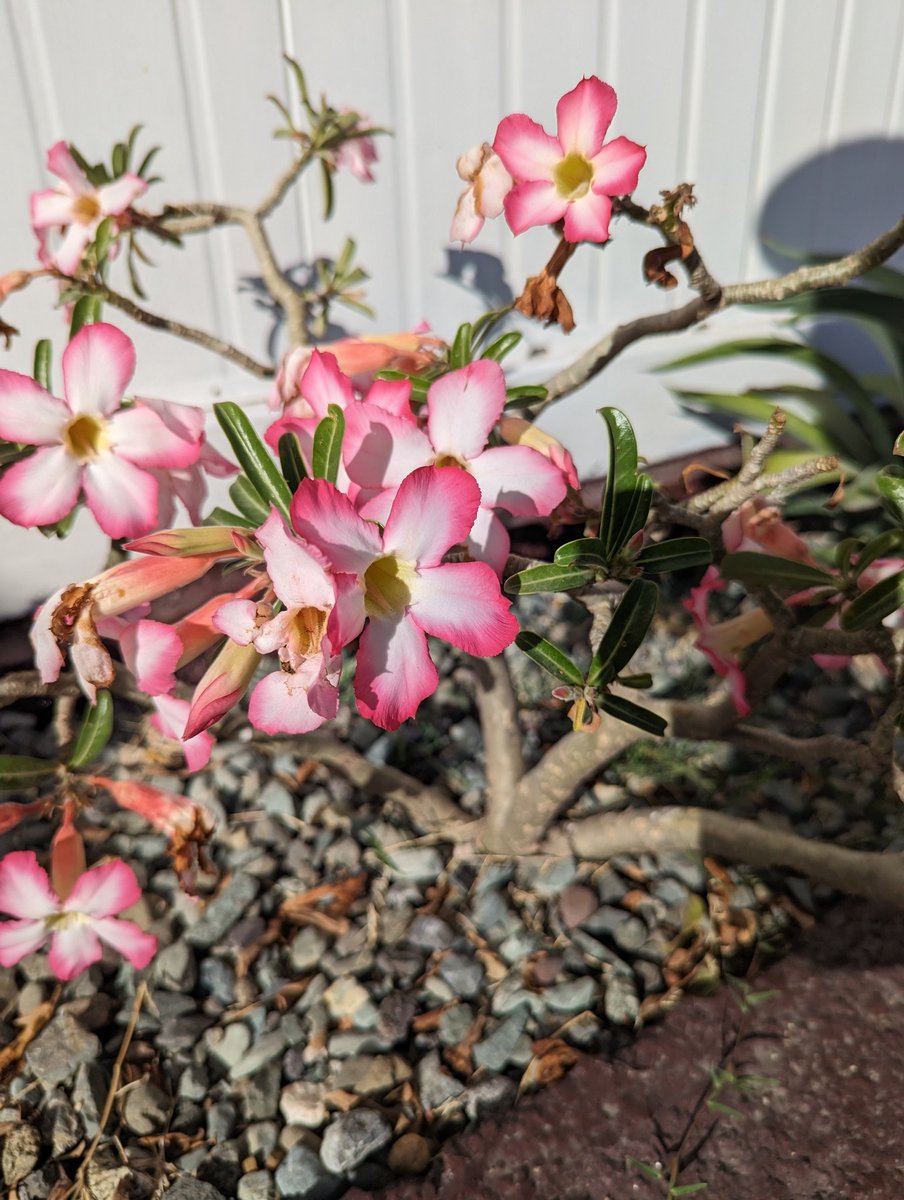 TravisReformed's tweet photo. #pixel
#pixel6pro 
@madebygoogle https://t.co/6v47VELZaE