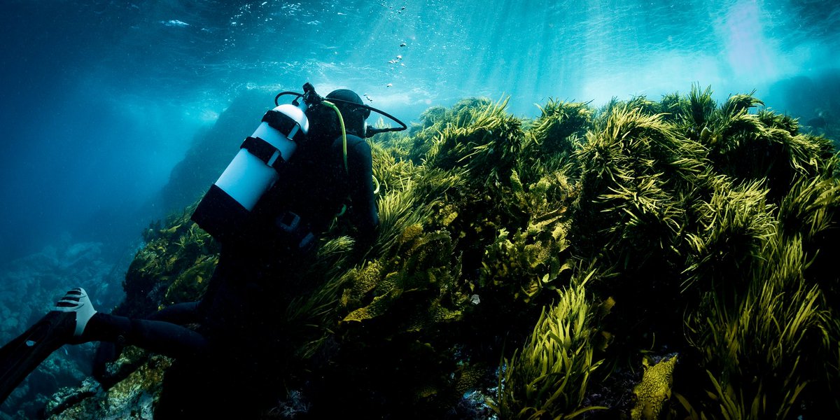JOB ALERT! Our Project Restore Team and <a href="/SydneyMarine/">Sydney Marine</a> is looking for a Media and Communications Officer! If you are passionate about marine #conservation and have a background in #comms #media and #CitizenScience, do not hesitate and join us now!  info: seek.com.au/job/60297818