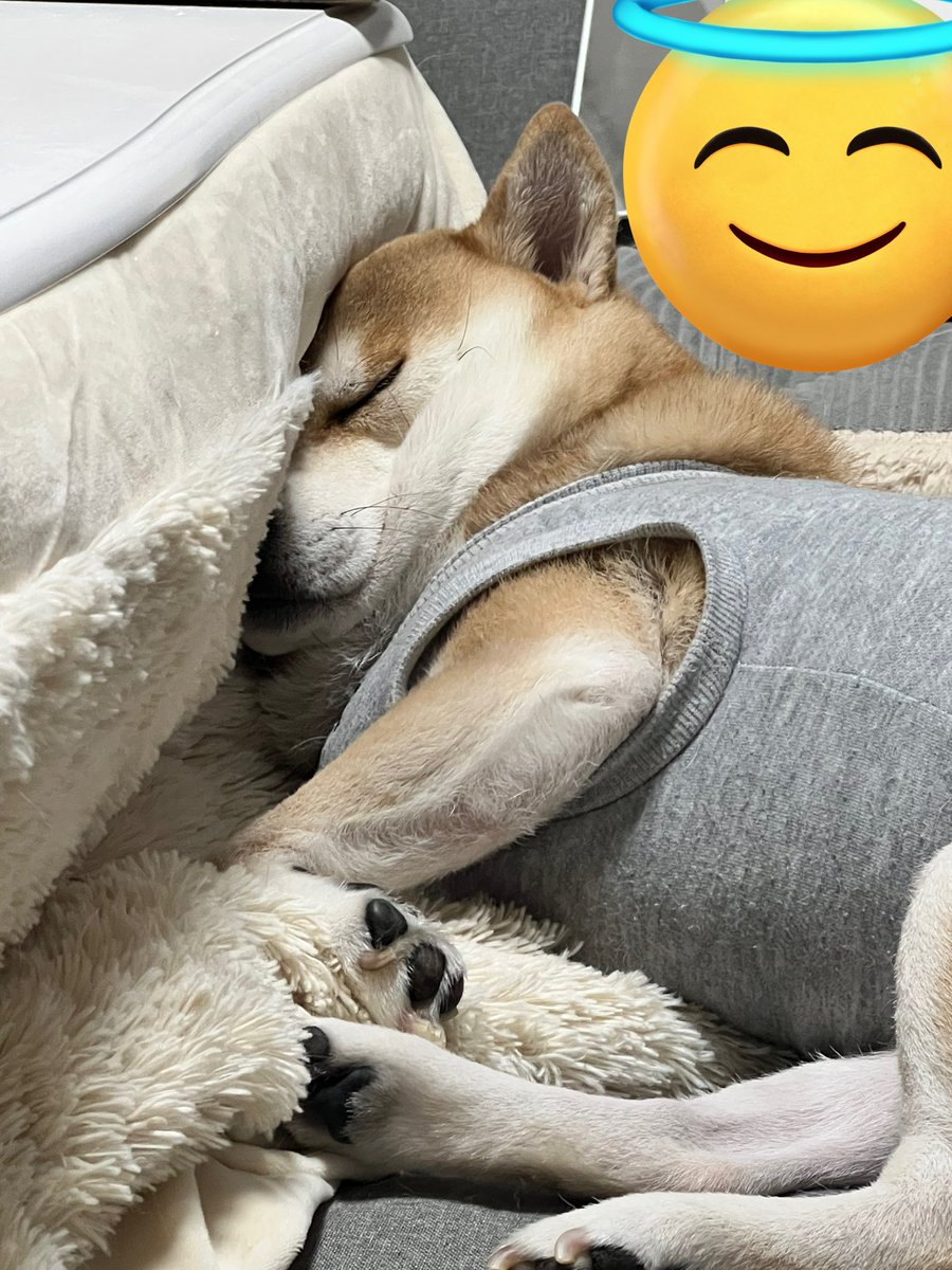 shibadog_48's tweet photo. ブサカワな寝顔(* ॑꒳ ॑*)♥️

#柴犬  #柴犬のいる暮らし  #柴犬のいる生活  #柴犬のいる幸せ  #柴犬の癒し  #柴犬を崇めよ  #柴犬大好き https://t.co/uG4EbmJgL4