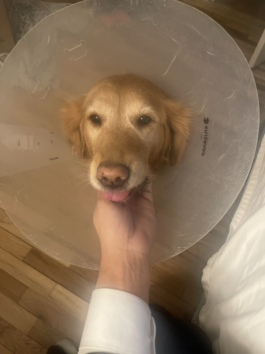 Georgesantos's tweet image. As cruel as these cones can be they are for the best. My four legged lamp aka Aurora is recovering from her surgery. 

9 years strong! 💪🏼🙏🏽
💙🐶