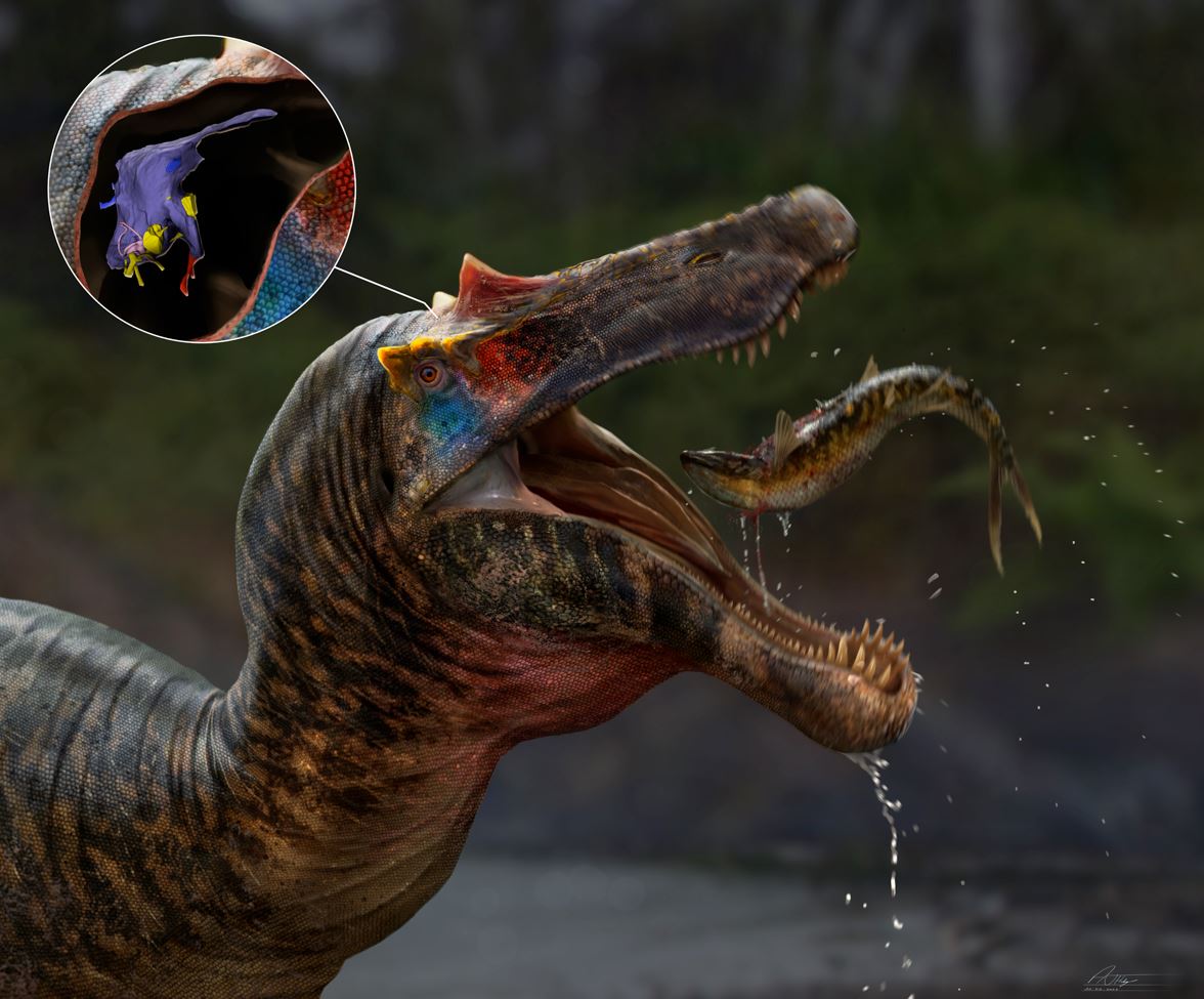 Darren Naish (@tetzoo) on Twitter photo Today see the publication of the latest in our group’s studies of #Wealden #spinosaurid #dinosaurs. As published in <a href="/JournalofAnat/">Journal of Anatomy</a>, we generated and studied digital brain endocasts of British baryonychine specimens. Here’s a brief thread on the research and our conclusions… Today see the publication of the latest in our group’s studies of #Wealden #spinosaurid #dinosaurs. As published in <a href="/JournalofAnat/">Journal of Anatomy</a>, we generated and studied digital brain endocasts of British baryonychine specimens. Here’s a brief thread on the research and our conclusions…