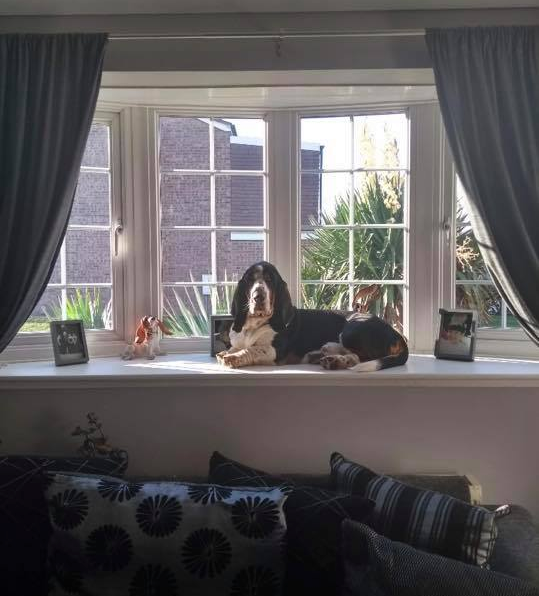 kiliick's tweet photo. @voxstille he still does this if u let him (and he gets on windowsills now too...horrible quality photo courtesy of facebook) https://t.co/66BPZ6Pprl